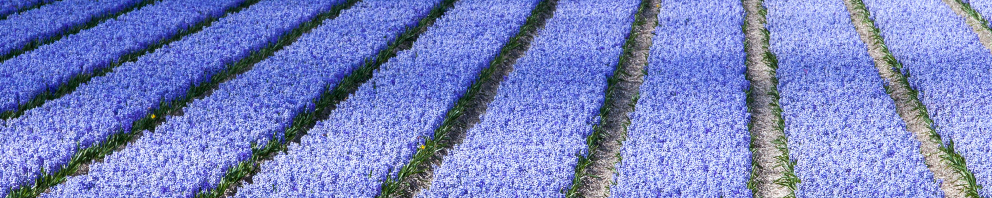 images/slides/hyacinths-lisse-keukenhof.jpg